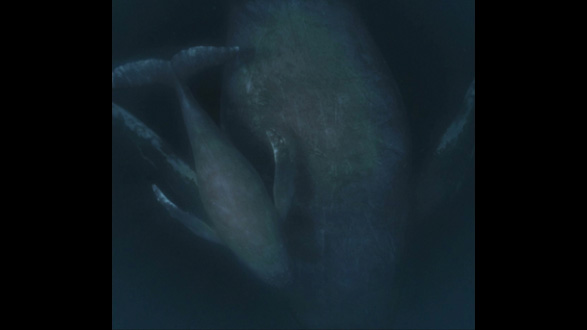 愛知万博　めざめの方舟